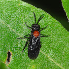 Sawfly