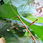 Common American Walkingstick