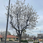 Callery pear