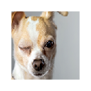 Chihuahua Dogs wallpapers New Tab