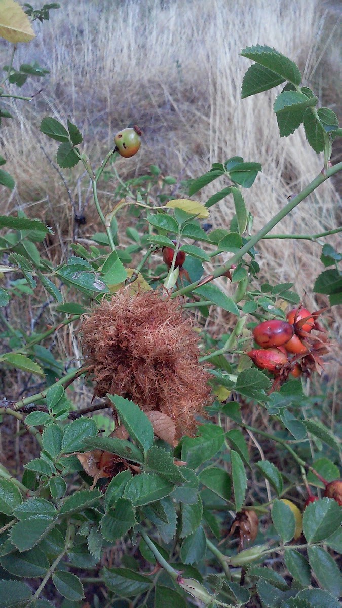 Moss on a rose bush