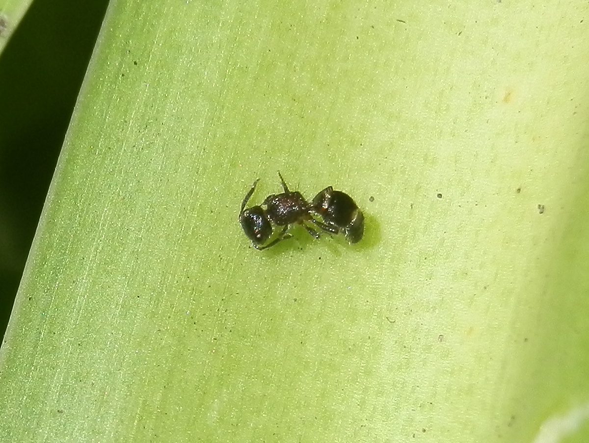 Velvet Ant -female wasp