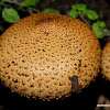 decorated pholiota