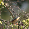 Ashy Prinia