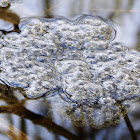 Wood Frogs (eggs)