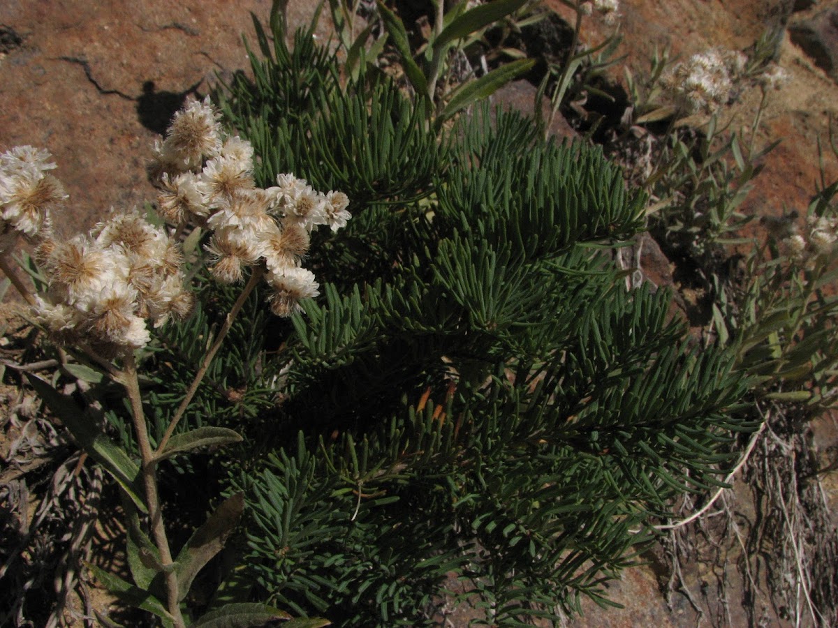 Pearly everlasting