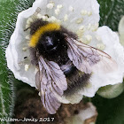 Buff-tailed Bumble Bee