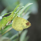 Three-spot Grass Yellow