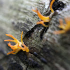 Club-like Tuning Fork Fungus