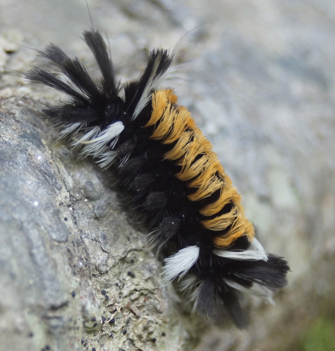 Milkweed Tussock Caterpillar