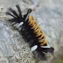 Milkweed Tussock Caterpillar