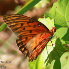 Gulf Fritillary Butterfly