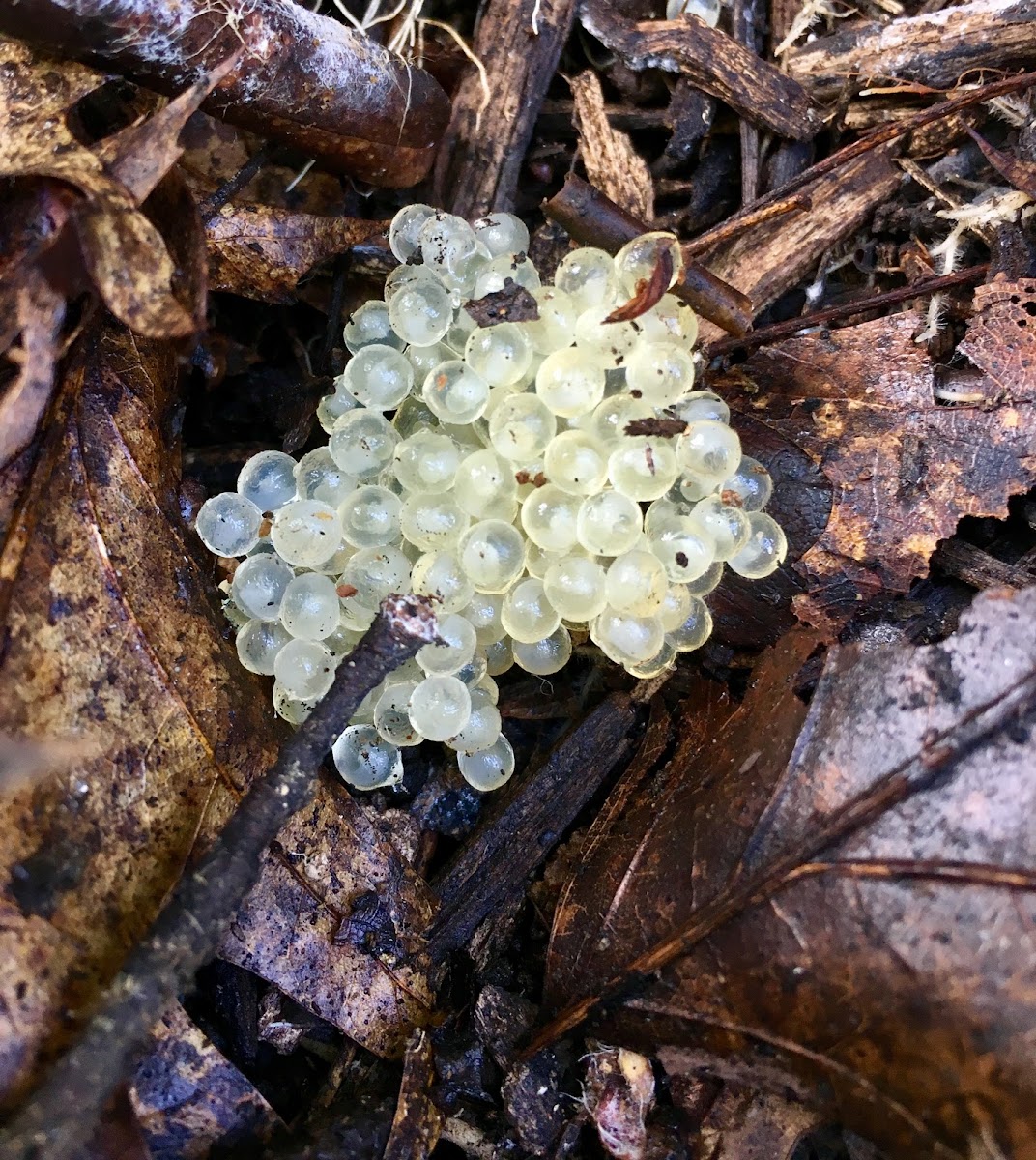 Gray Garden Slug eggs