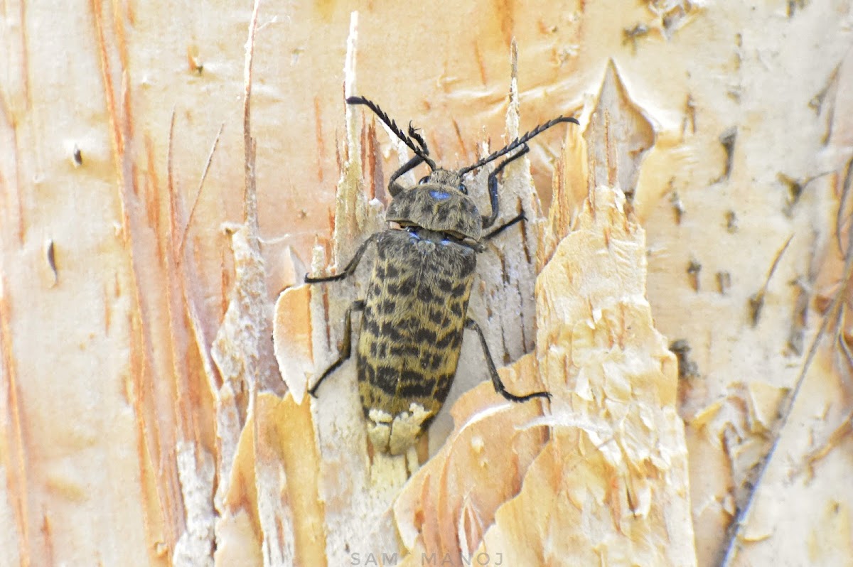 Forest Stream Beetle