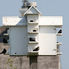 Purple Martin