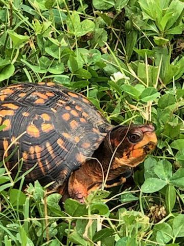 Eastern Box turtle