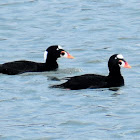 Surf scoter