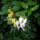 Gold & Silver Honeysuckle