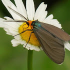 Virginia Ctenucha