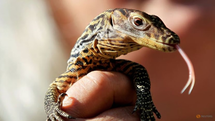 A komodo dragon