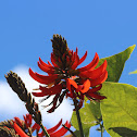 Tiger's claw / Indian coral tree / Sunshine tree