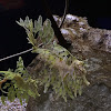 Leafy Seadragon