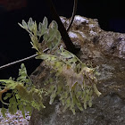 Leafy Seadragon