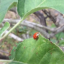 Multicolored asian ladybug