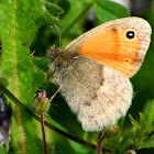 Small Heath; Níspola