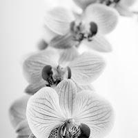 orchidea (2) di 