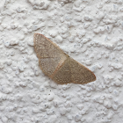 Common Tan Wave Moth