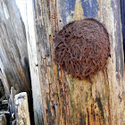 Cauliflower Slime Mould