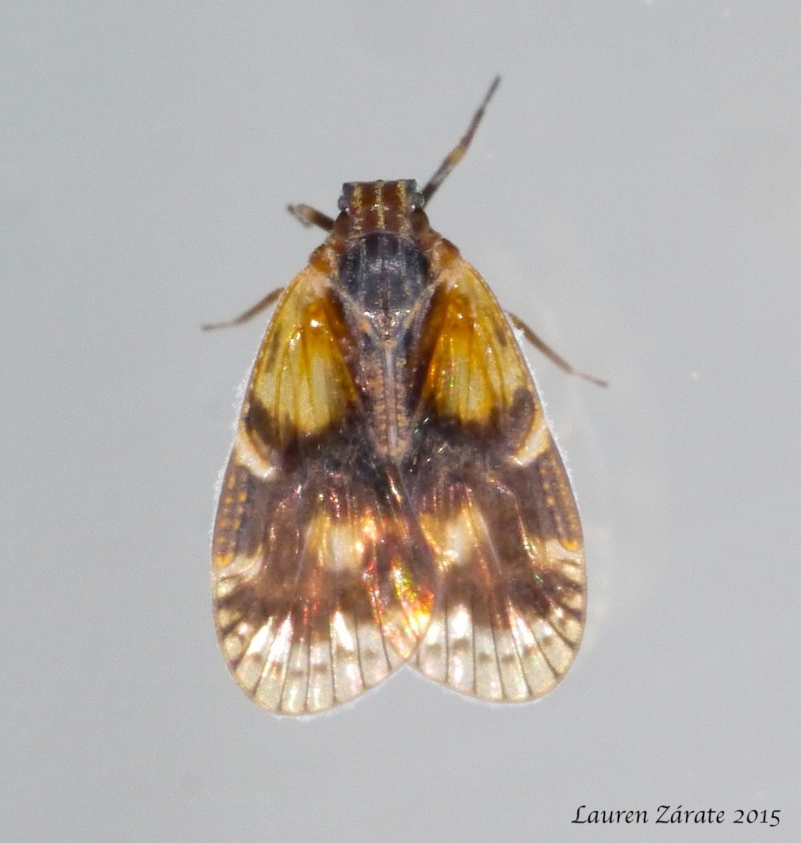 Cixiid Planthopper