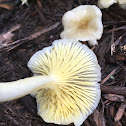 Unknown Mushrooms