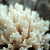 Jellied False Coral Fungus