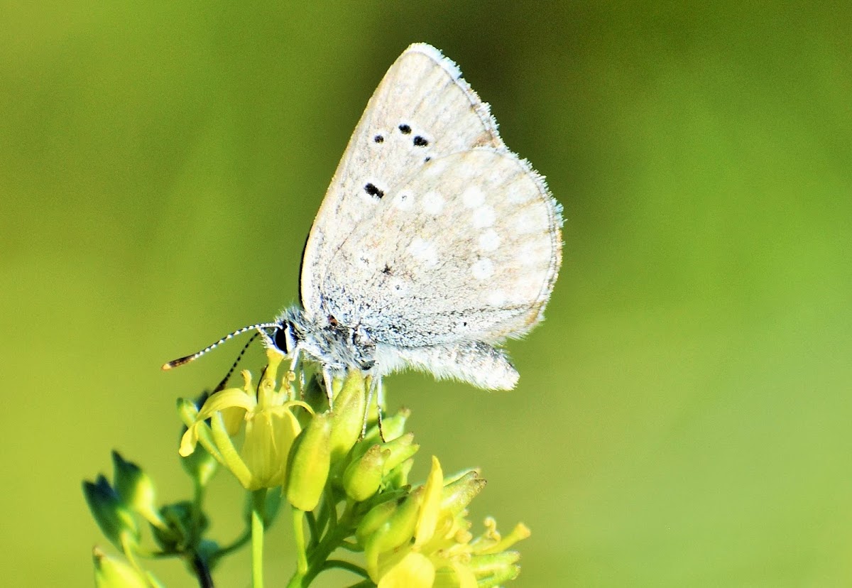 Boisduval’s Blue