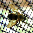 Bee-Like Robber Fly