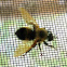 Bee-Like Robber Fly