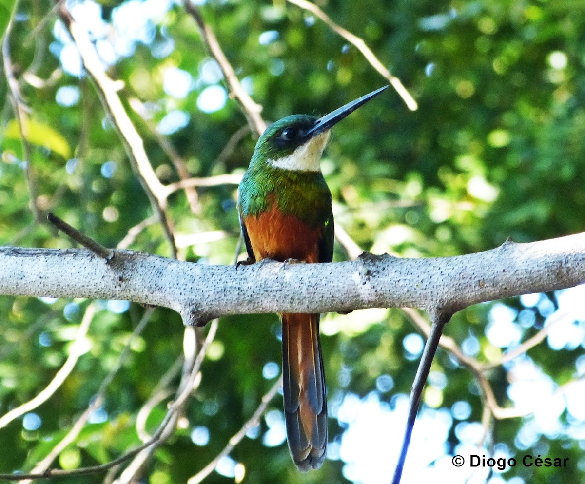 Rufous-tailed Jacamar