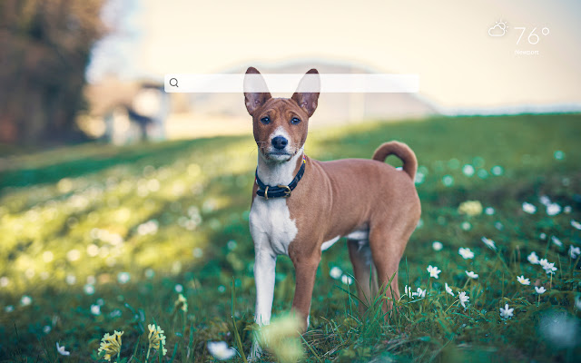 My Basenji Dog & Puppy HD Wallpapers New Tab