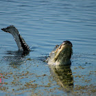 American Alligator (male)