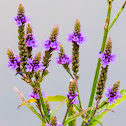 American vervain, blue vervain, swamp verbena