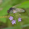 Bee Fly