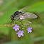 Bee Fly