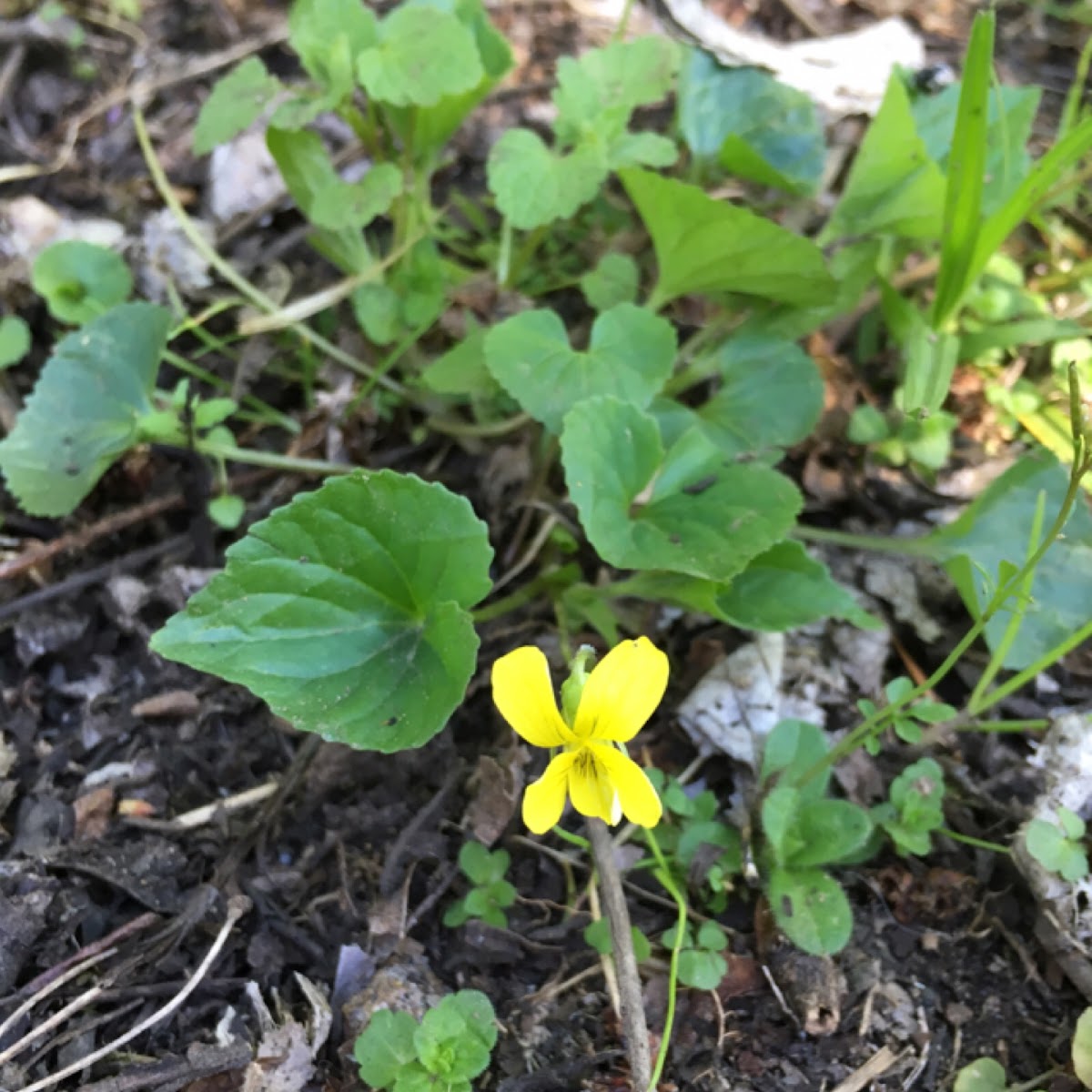 Smooth Yellow Violet