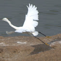 Little Egret