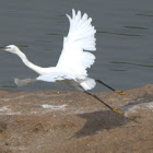 Little Egret