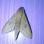 Pale brown hawk moth