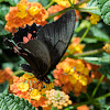 Red-spotted Swallowtail