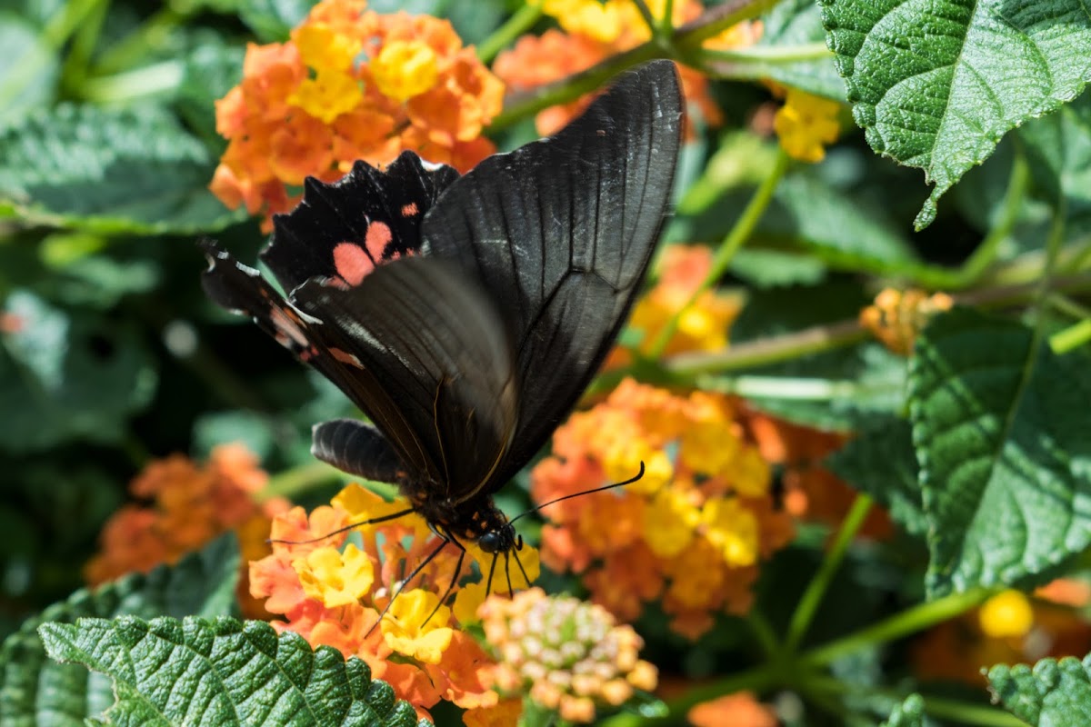 Red-spotted Swallowtail